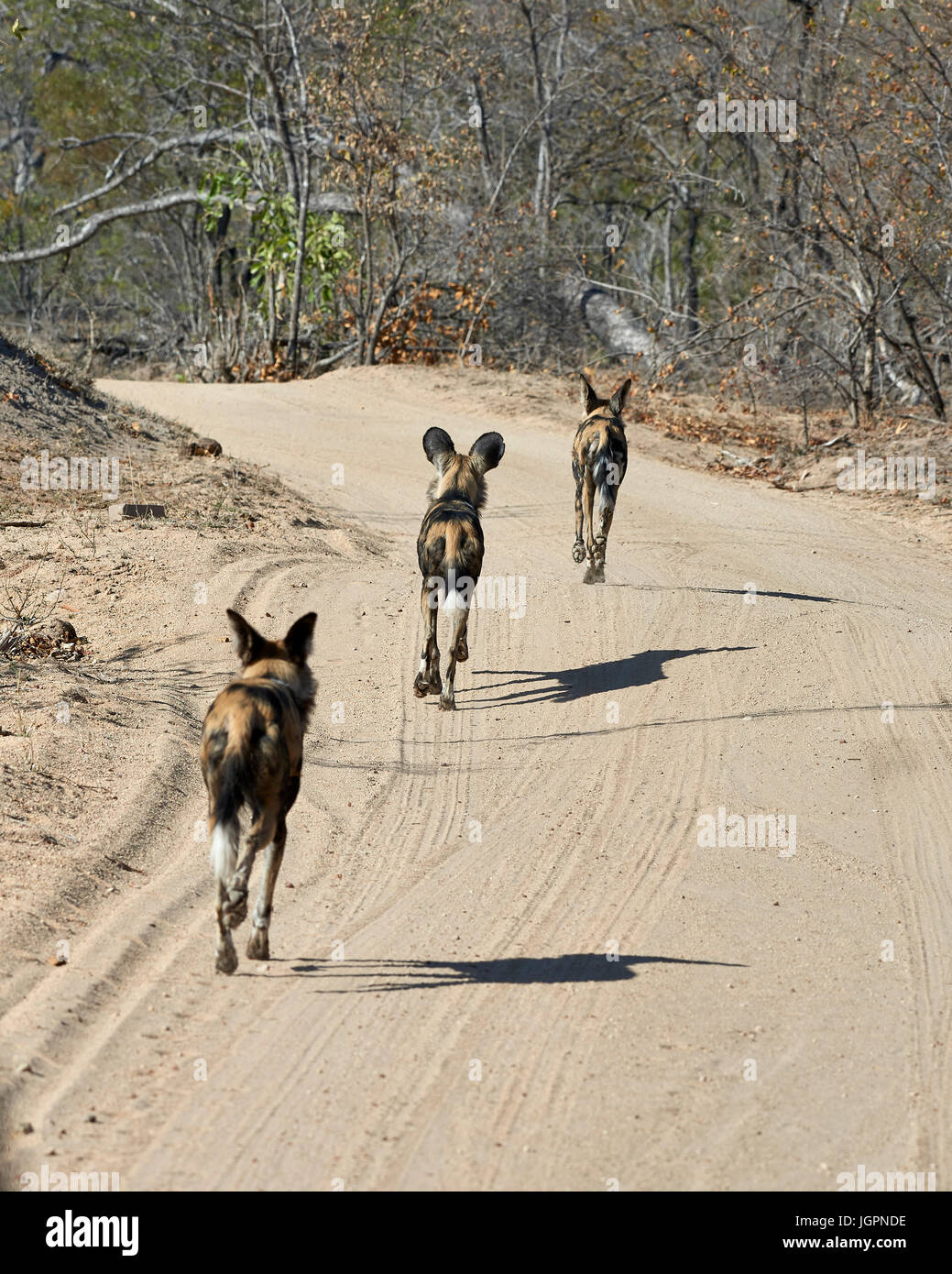 African Wild Dog, Lycoon pictus, three animals trotting along the road, Sabi Sands game reserve, South Africa Stock Photo