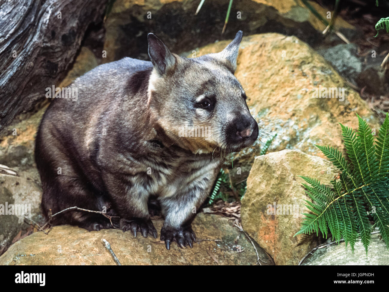 Southern Hairy-Nosed Wombat (Lasiorhinus latifrons), New South Wales, Australia Stock Photo
