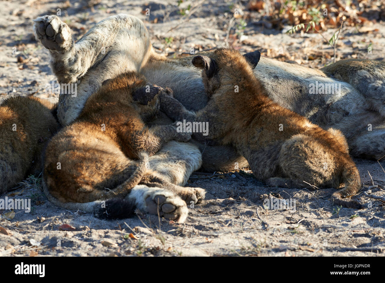 Lioness, Panthera leo, with cubs feeding having eaten her fill of buffalo, Sabie Sands game reserve, South Africa Stock Photo