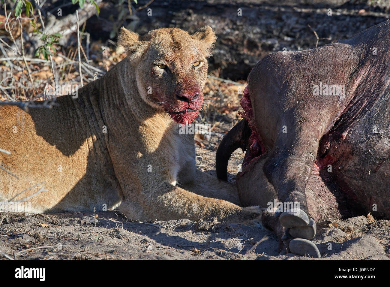 Lioness, Panthera leo, feeding on buffalo, bloodied face, Sabie Sands game reserve, South Africa Stock Photo