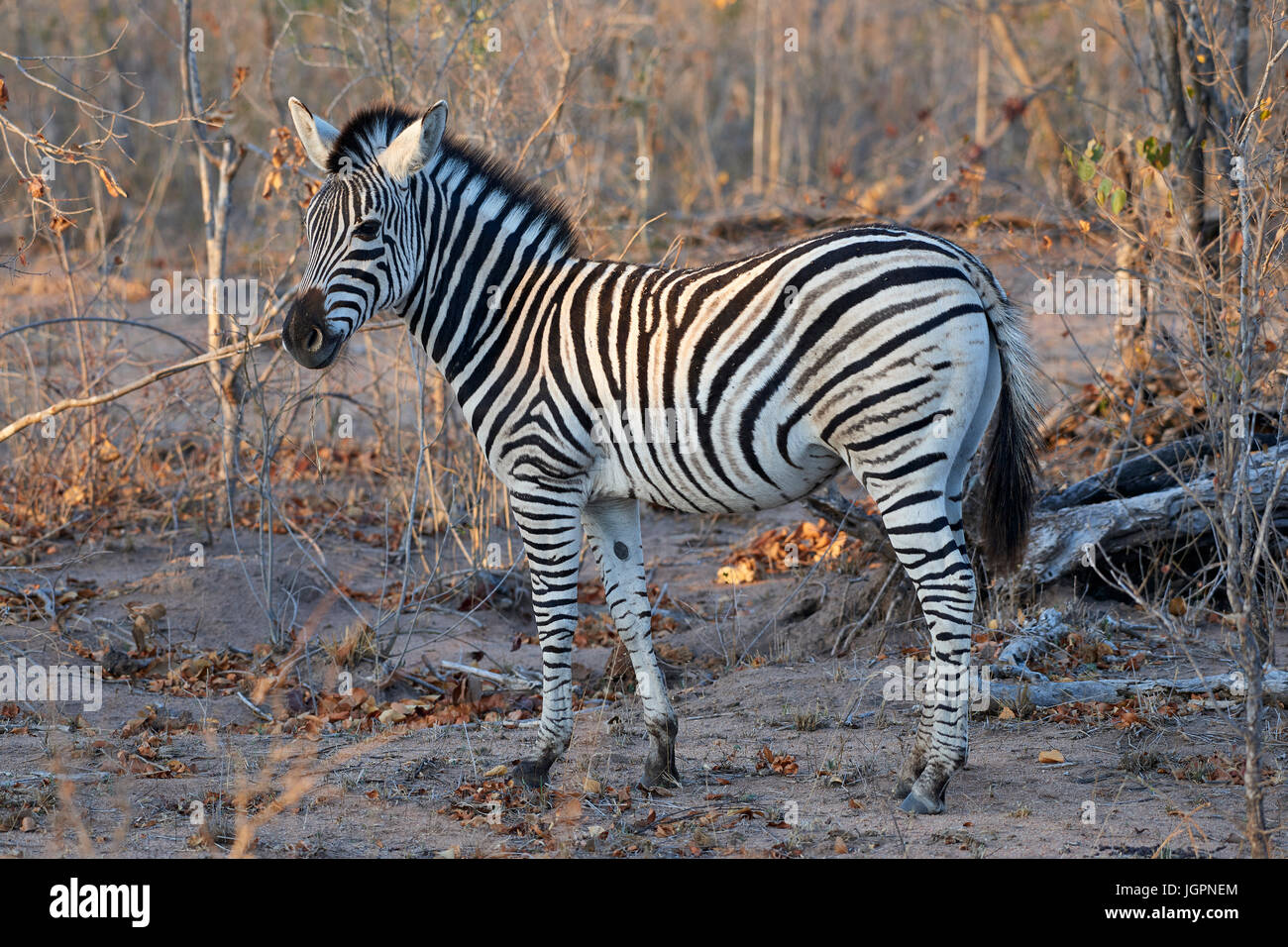 Zebra, Equus quagga, standing majestically in the scrub, Sabi Sands game reserve, South Africa Stock Photo
