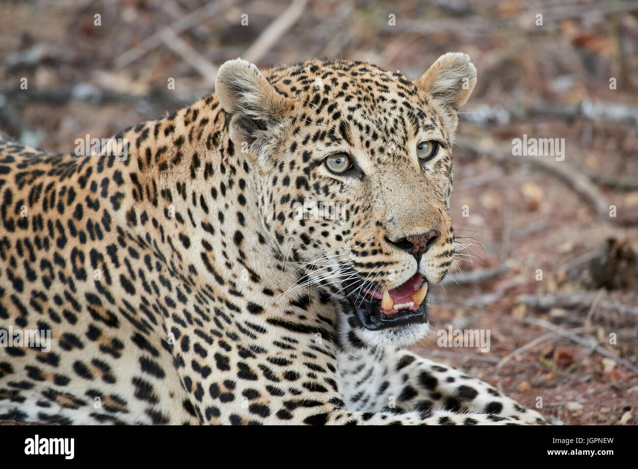 Leopard, Panthera pardus, Sabi Sands nature reserve, South Africa, large male portrait Stock Photo