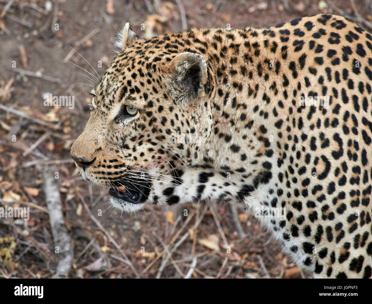 Leopard, Panthera pardus, Sabi Sands nature reserve, South Africa, large male profile portrait Stock Photo