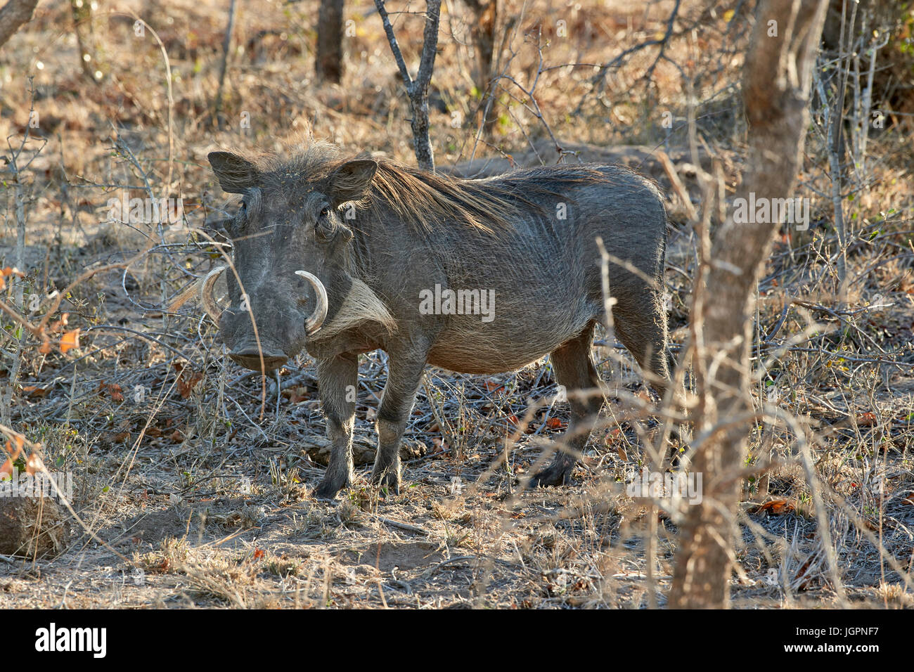 Common Warthog, Phocochoerus africanus, standing in the undergrowth, Sabi Sands game reserve, South Africa Stock Photo