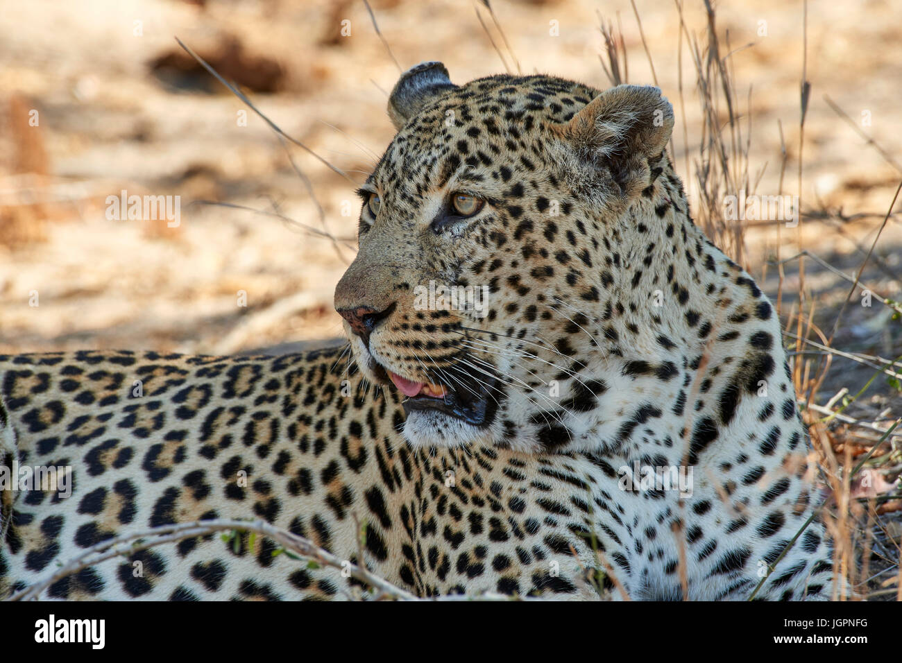 Leopard, Panthera pardus, Sabi Sands nature reserve, South Africa, large male lying in the shade Stock Photo