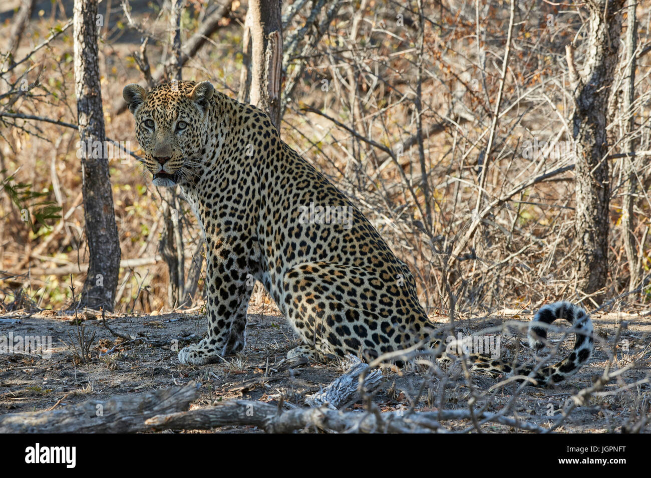 Leopard, Panthera pardus, Sabi Sands nature reserve, South Africa, large male sitting on the ground Stock Photo