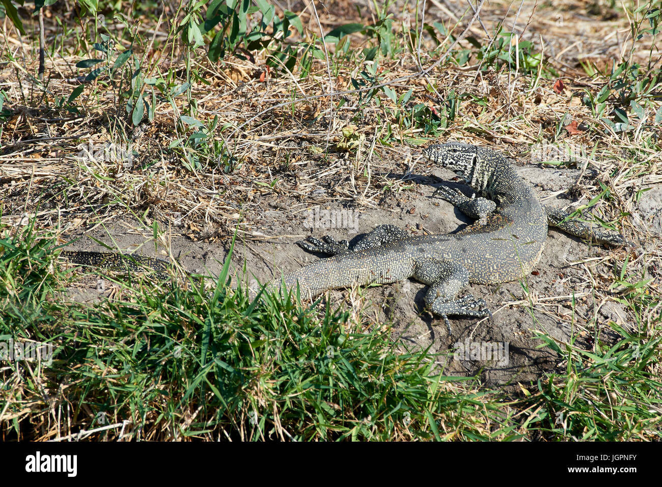 Water Monitor Lizard, basking in the sun on the river bank, Sabi Sands game reserver, South Africa Stock Photo