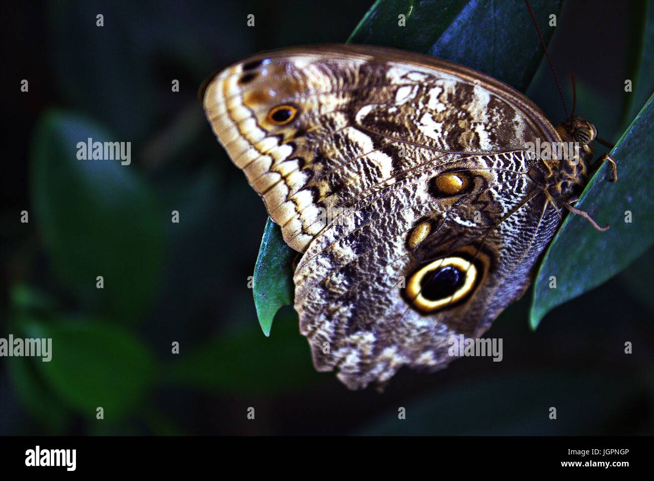 Close Up Of Forest Giant Owl Butterfly Stock Photo