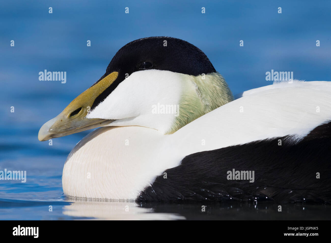 Common Eider (Somateria mollissima), adult male close-up Stock Photo