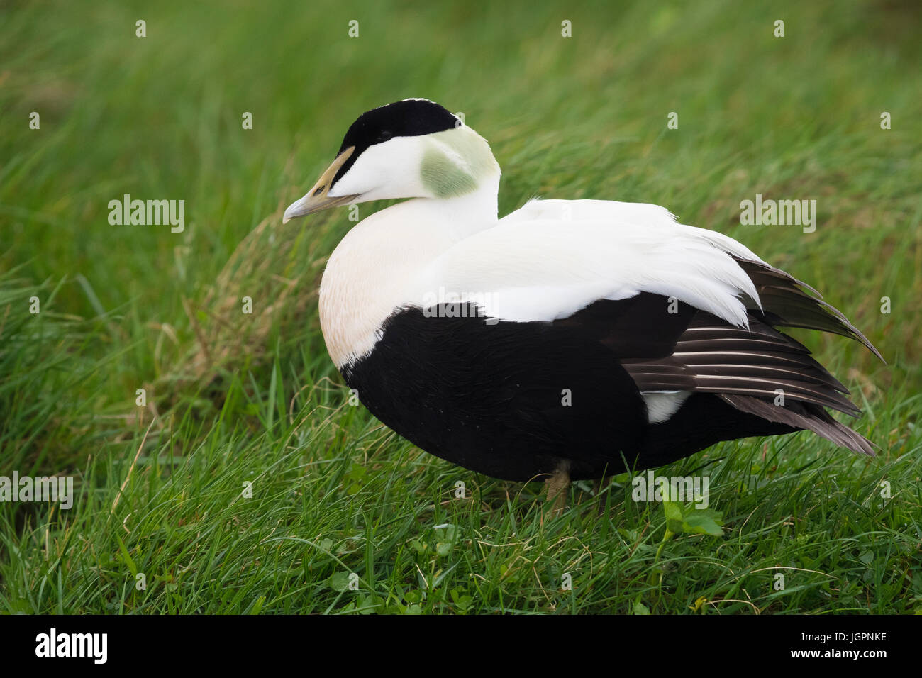 Common Eider (Somateria mollissima), adult male standing on the grass Stock Photo