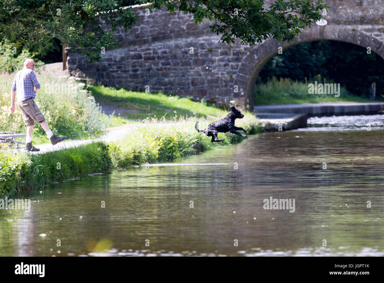 A dog owner throwing a ball into the Llangollen Canal whilst his dog is in mid air as it jumps after it to cool down on a hot summers day, Llangollen, Wales, UK Stock Photo