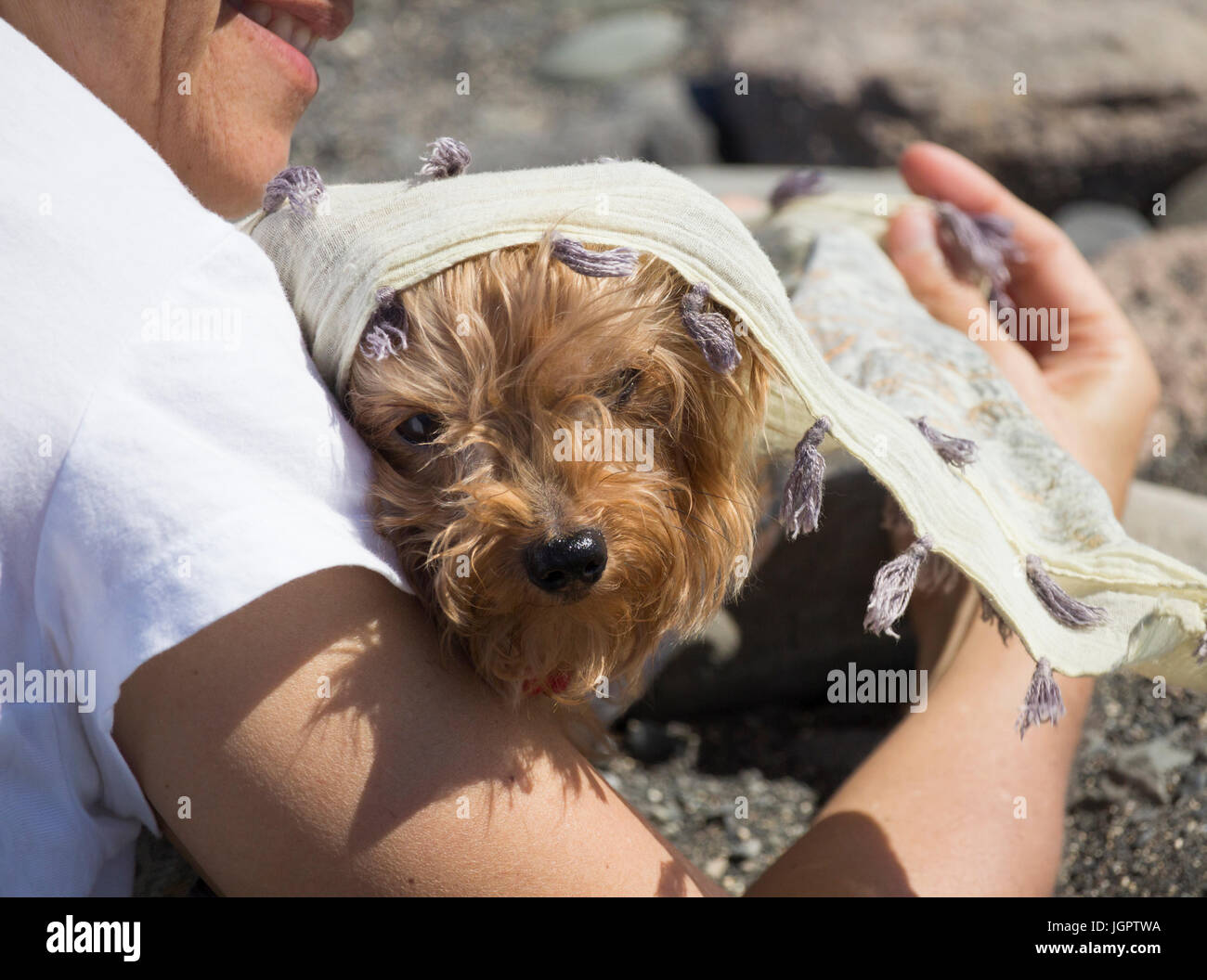 Woman on beach with Yorkshire Terrier dog on a sunny day. Stock Photo