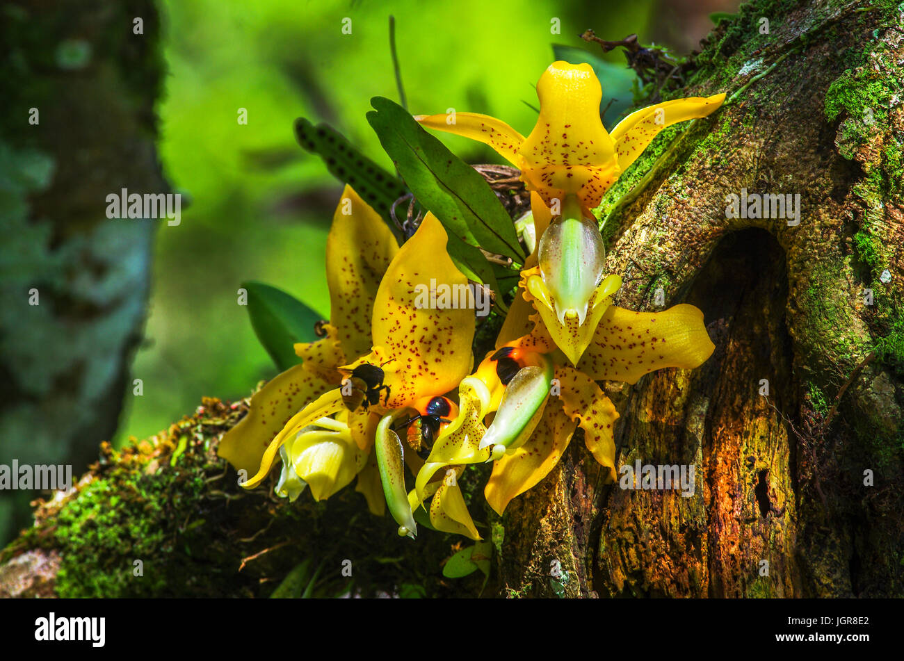 Ward’s Stanhopea orchids can be found in Nicaragua, El Salvador, Costa Rica, Panama, Colombia and Venezuela Stock Photo