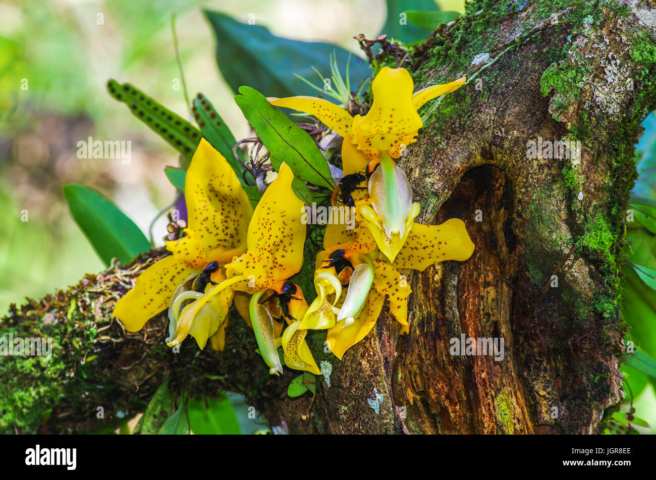 Ward’s Stanhopea orchids can be found in Nicaragua, El Salvador, Costa Rica, Panama, Colombia and Venezuela Stock Photo