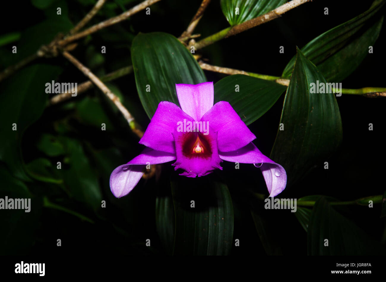 Sobralia decora beautiful pink orchid image taken in Panama Stock Photo