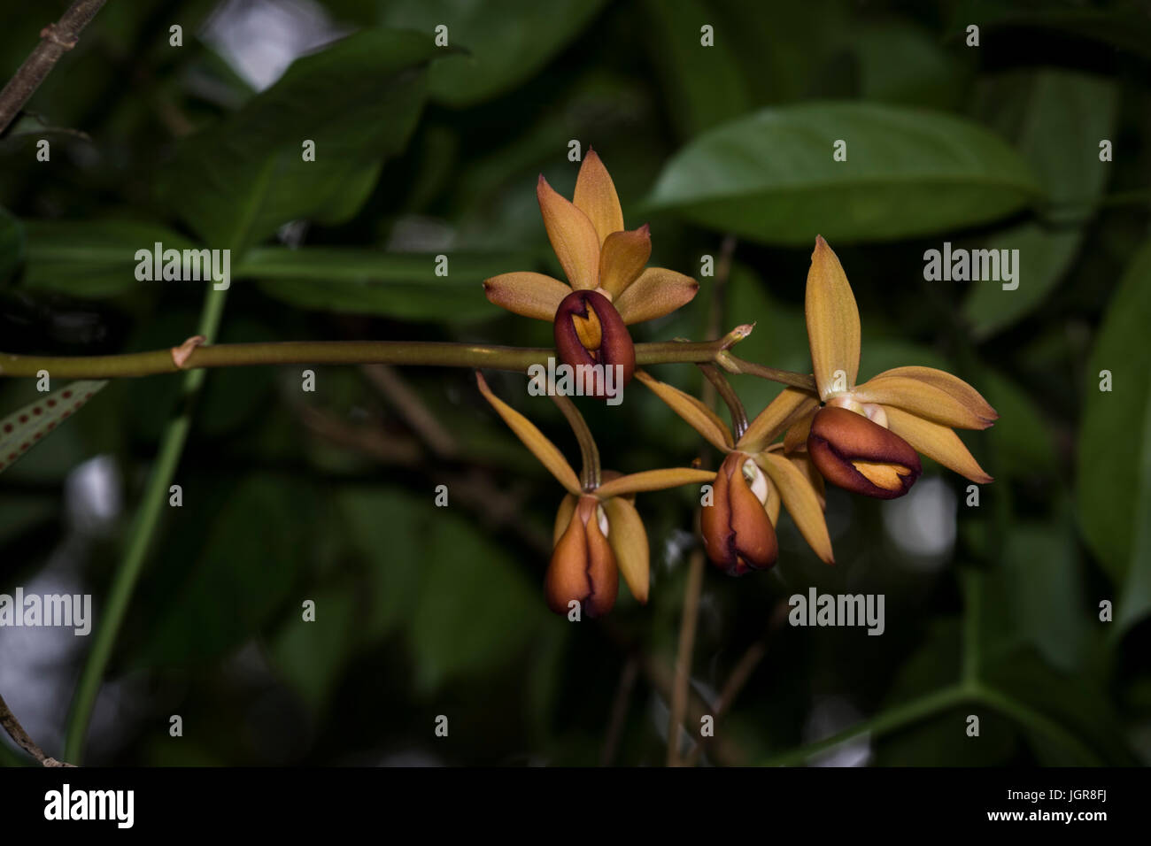 Big orchids with red brownish colors Stock Photo