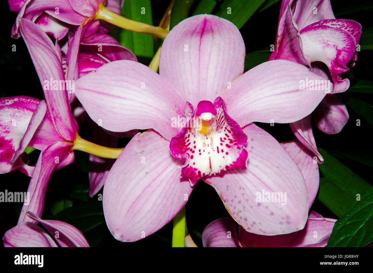 Big pink orchid flower with red and white center color hires stock