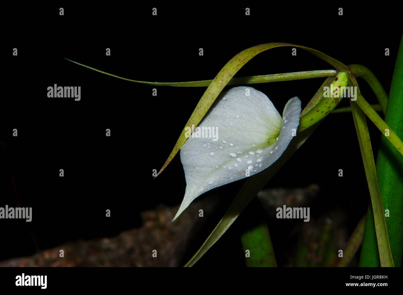 Brassavola Nodosa Orchid