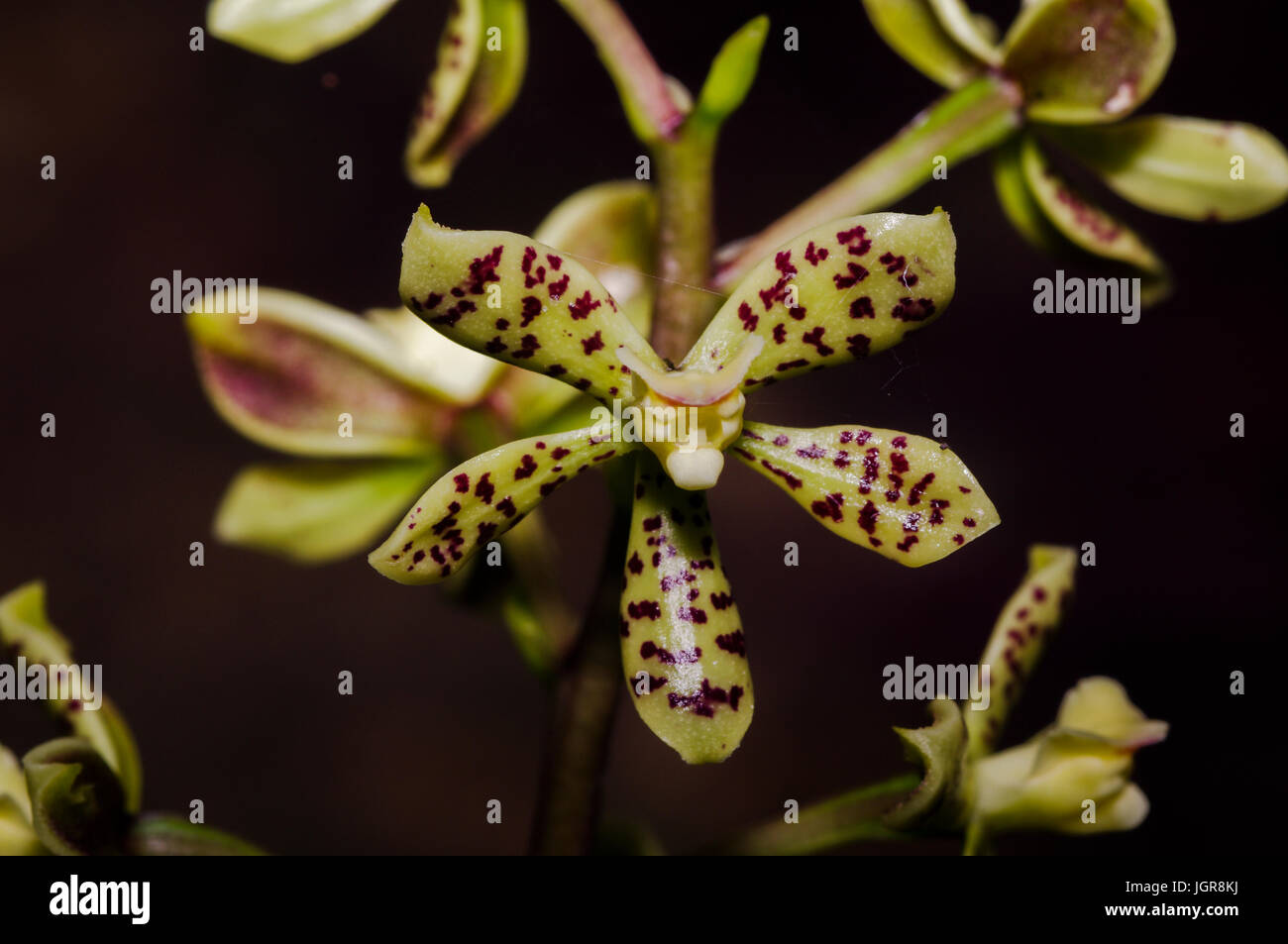 Anacheilium crassilabium orchid once called Encyclia vespa with a face that looks like a tiger Stock Photo