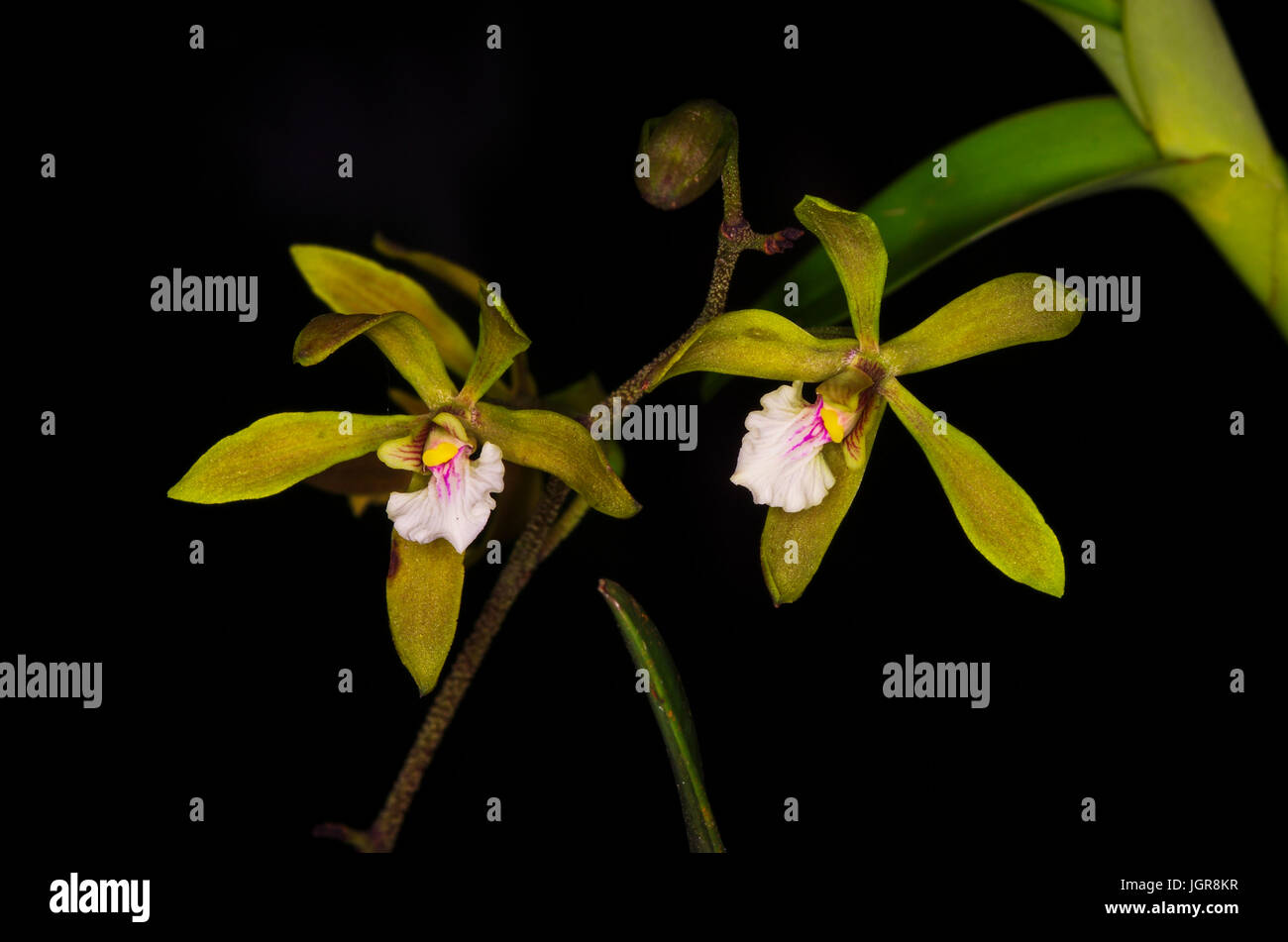 Encyclia tampensis or Tampa Butterfly Orchid images taken in Panama Stock Photo