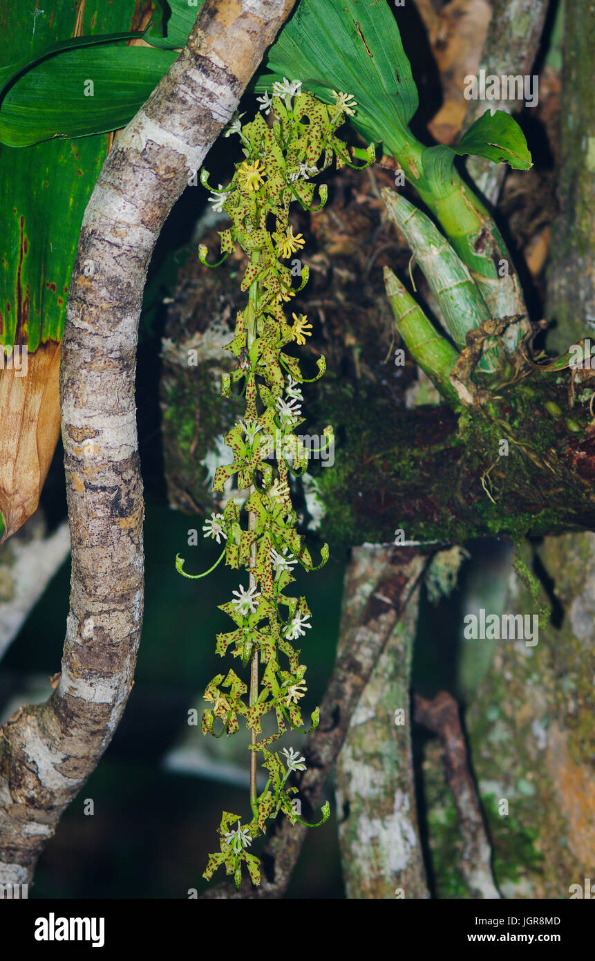 Miniature orchid hanging in the cloud forest of Panama Stock Photo