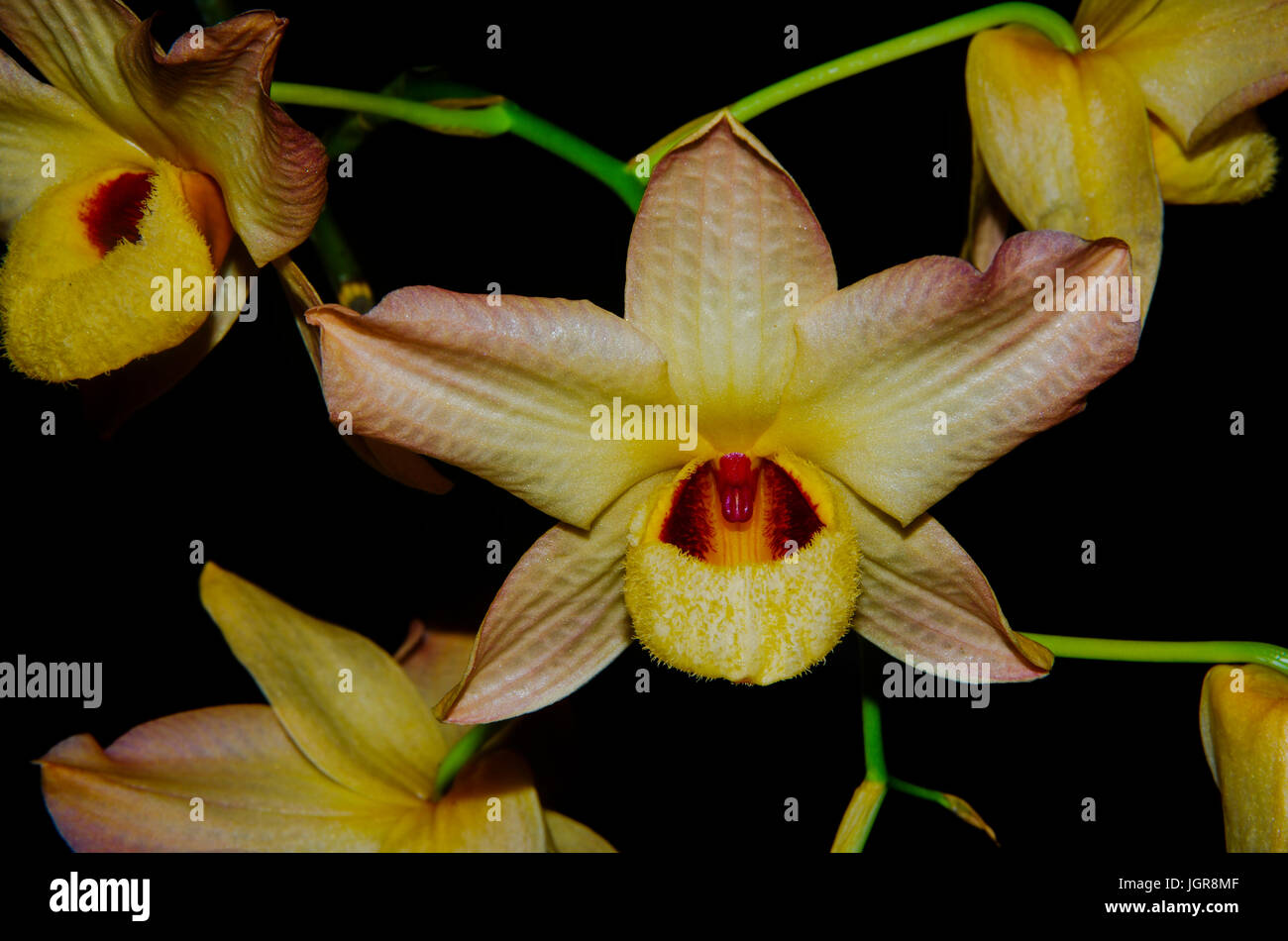Big yellow Orchidaceae with red center Stock Photo