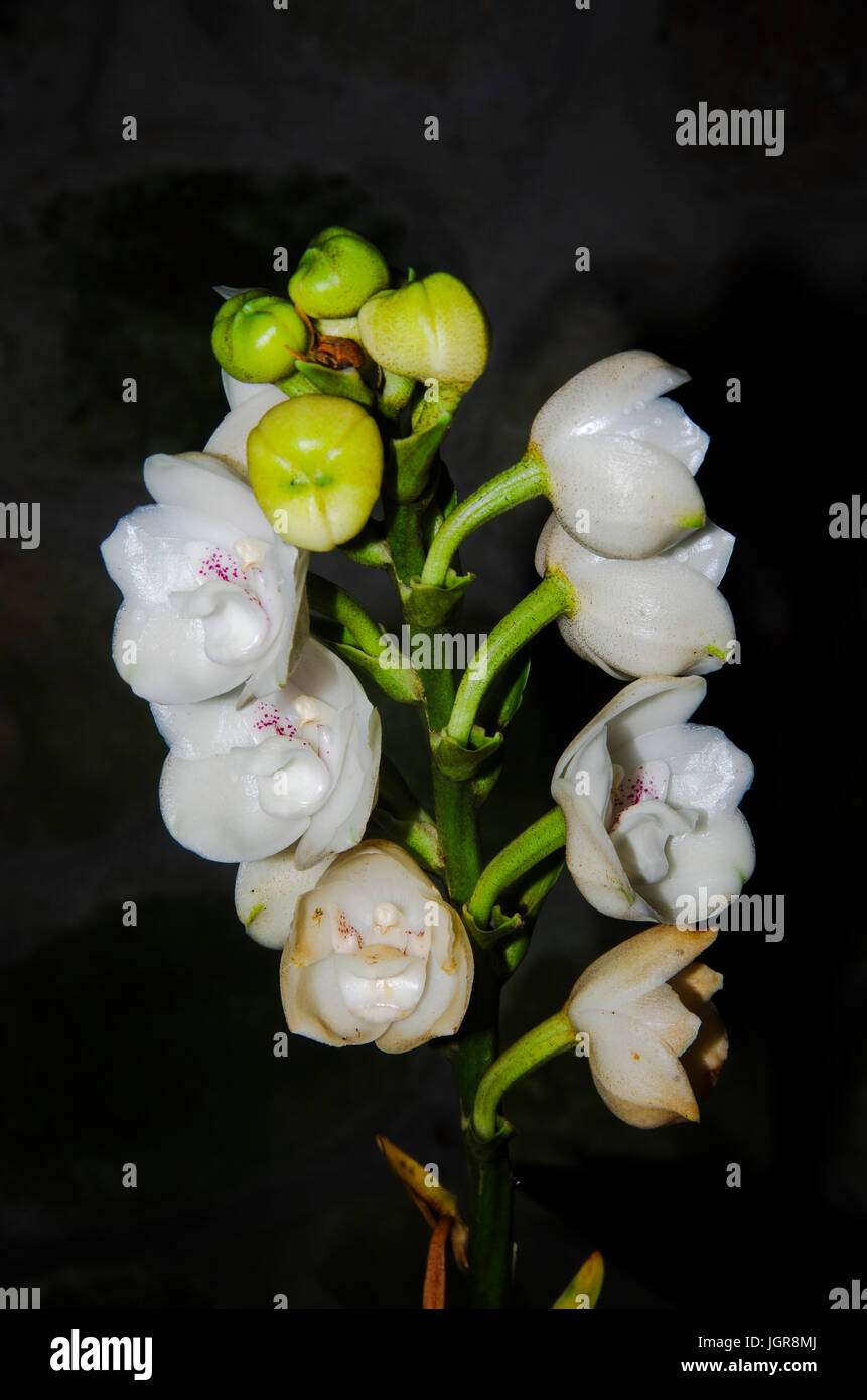 Holy Ghost Orchid or in Spanish Flor del Espiritu Santo national flower of Panama Stock Photo