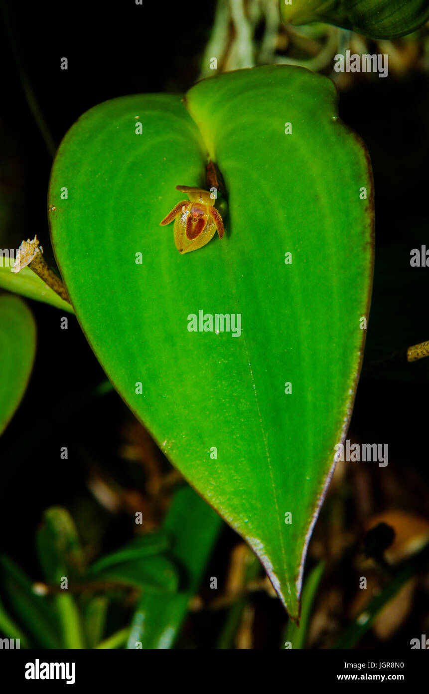 Pleurothallis Antonensis small orchid growing in the middle of the plants leaf Stock Photo