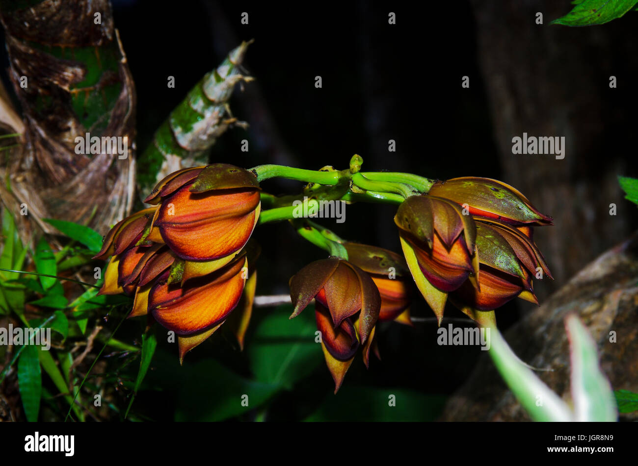 Brown orchid from Panamas rain forest Stock Photo