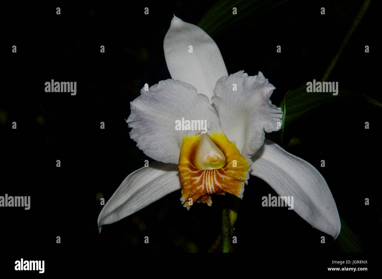 White Sobralia Leucoxantha orchid image taken in Panama Stock Photo