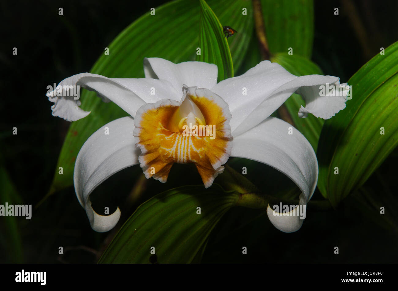 White Sobralia Leucoxantha orchid image taken in Panama Stock Photo