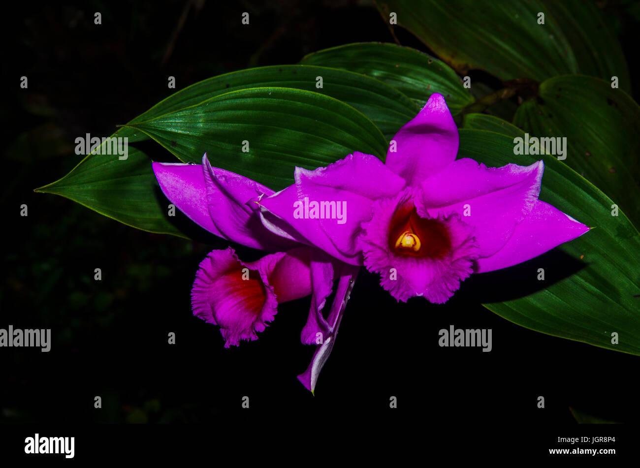 Sobralia decora beautiful pink orchid image taken in Panama Stock Photo