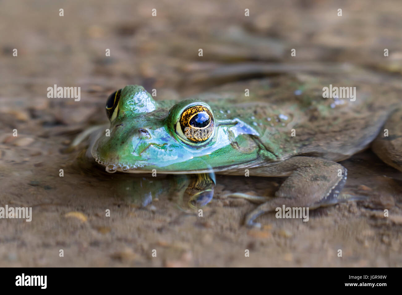 American bullfrog (Lithobates catesbeianus or Rana catesbeiana) in water stream, Ledges State Park, Iowa, USA. Stock Photo