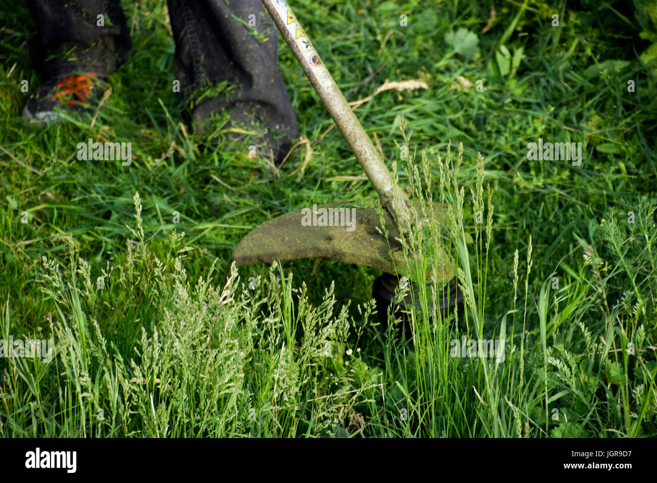 Mowing green grass using a fishing line trimmer. Application trimmers