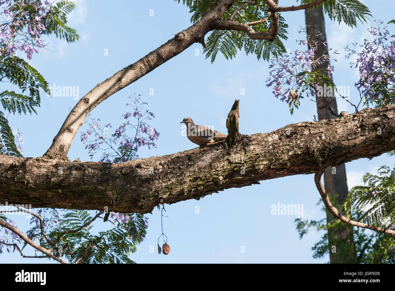 Dove perched on a jacaranda tree branch Stock Photo