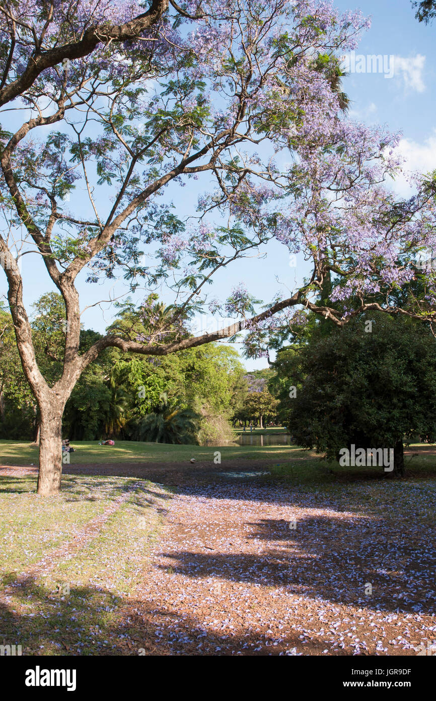 Argentina. Buenos Aires during springtime, Jacaranda mimosifolia trees in city parks. Parque 3 de Febrero, Bosques de Palermo Stock Photo