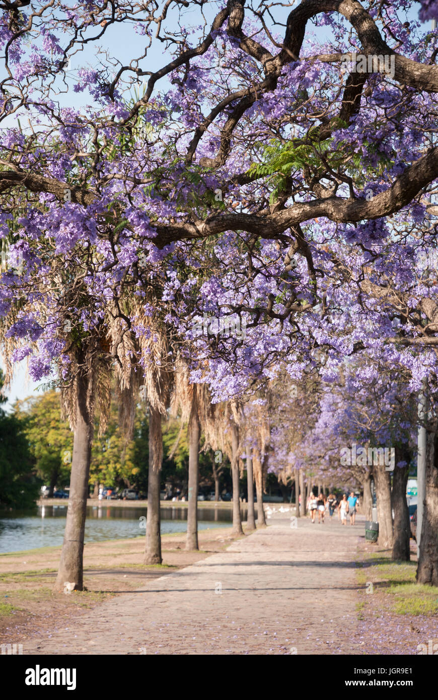 Argentina. Buenos Aires during springtime, Jacaranda mimosifolia trees lining the road in city parks. Parque 3 de Febrero, Bosques de Palermo Stock Photo