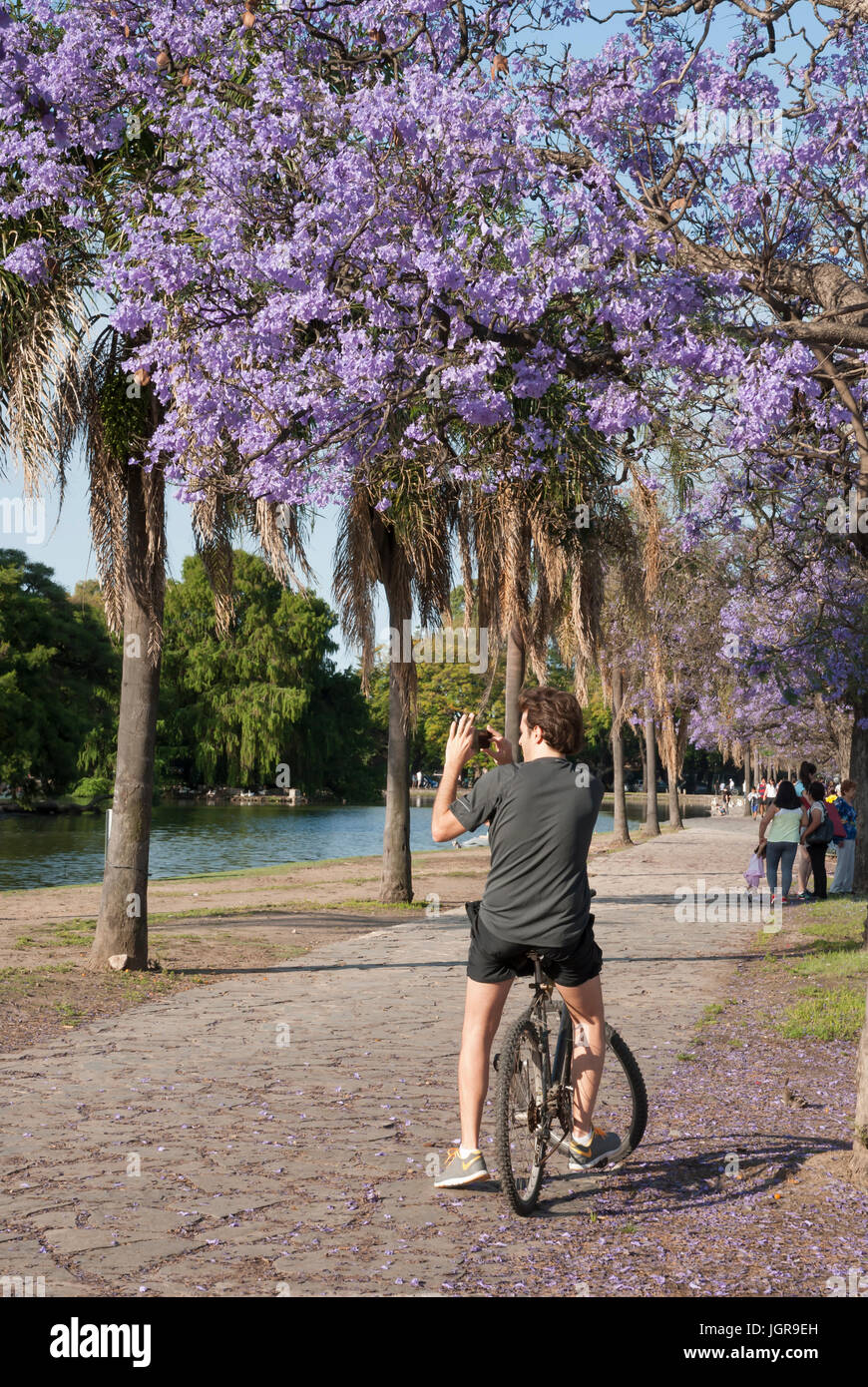 Argentina. Buenos Aires during springtime. Young man taking pictures at Parque 3 de Febrero under Jacaranda trees (jacaranda mimosifolia). Stock Photo