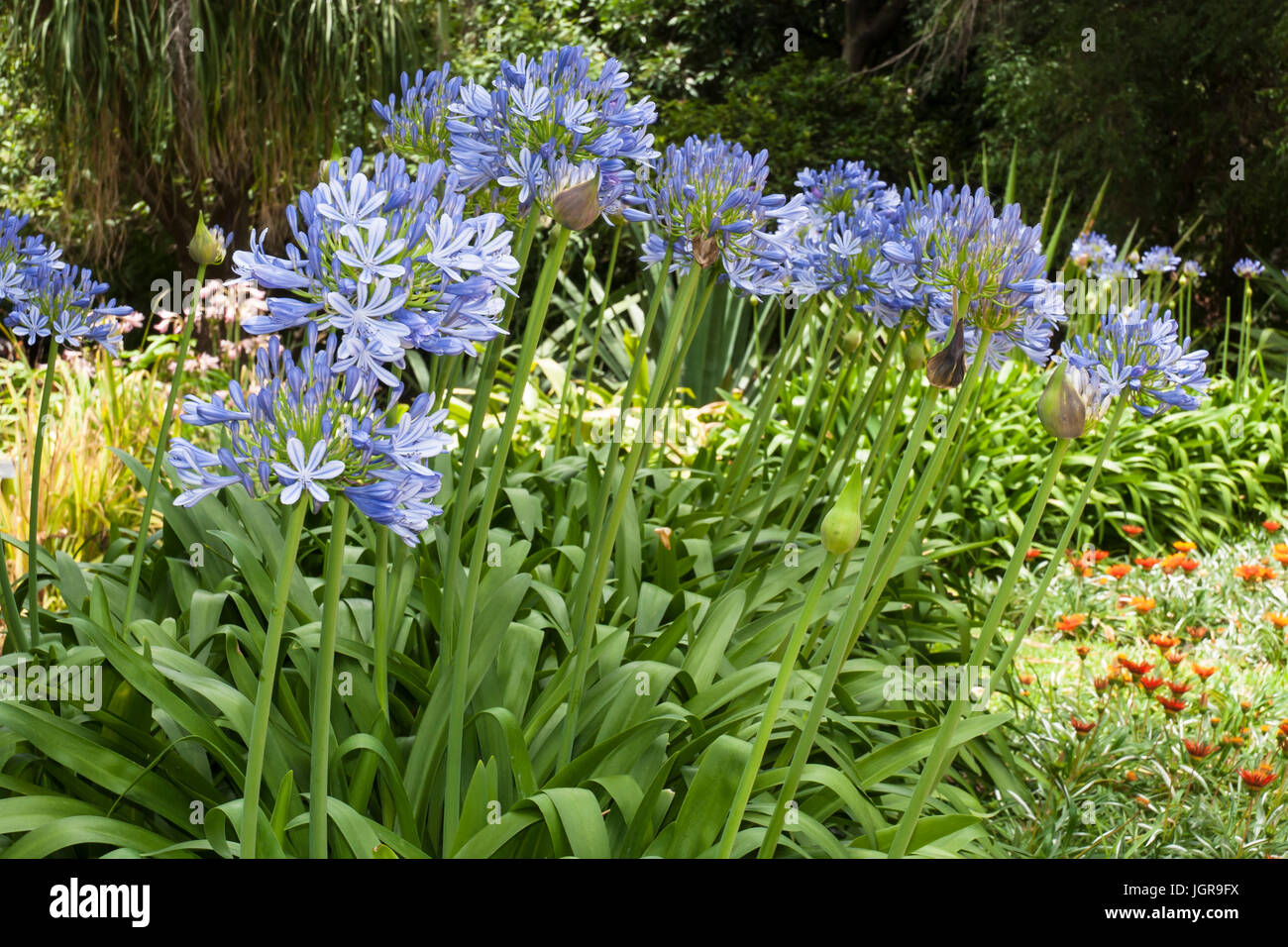 Blue African Lily Agapanthus Africanus Flowers In A Garden Stock Photo Blue African Lily Agapanthus Africanus Flowers In A Garden Stock Photo