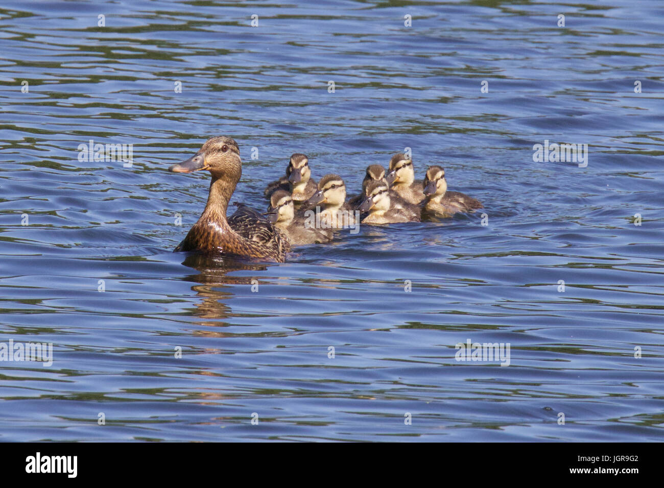 A mother mallard duck (Anas platyrhychos) swimming with her family of ducklings on a pond. Stock Photo