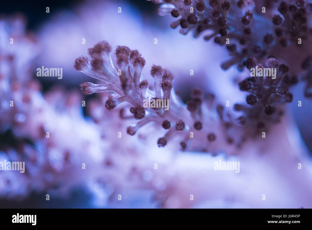 kenya tree coral Stock Photo Alamy