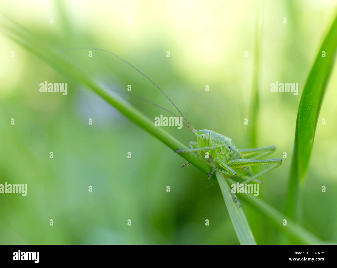 A green grasshopper on grass. Summer blur background. Stock Photo