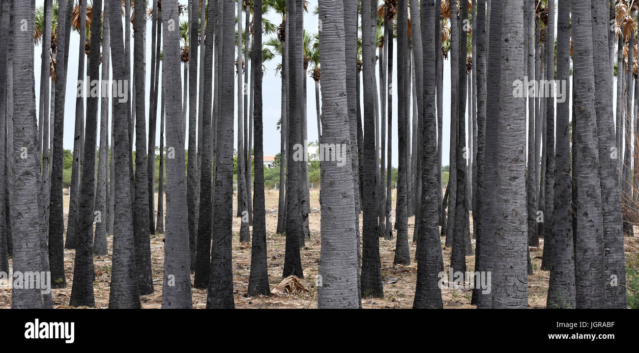Old Leaf Sheaths High Resolution Stock Photography and Images - Alamy