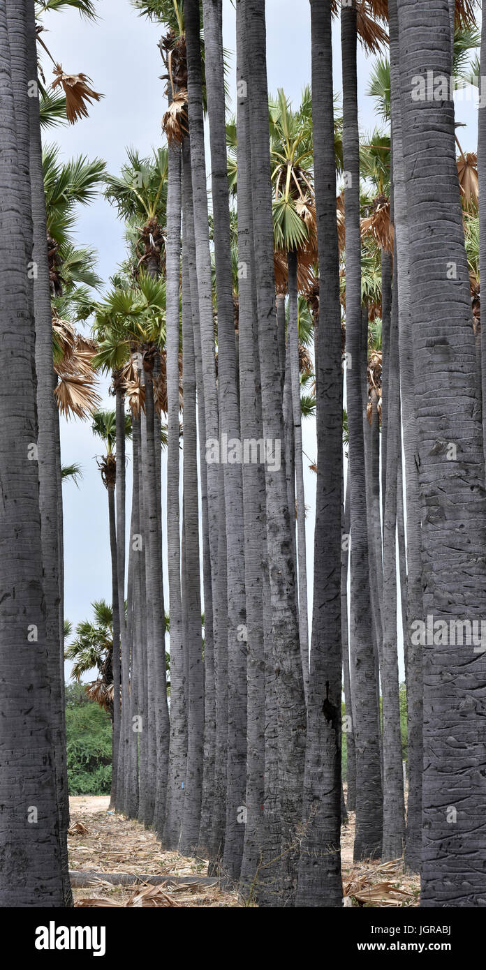 South Indian Landscape Stock Photo