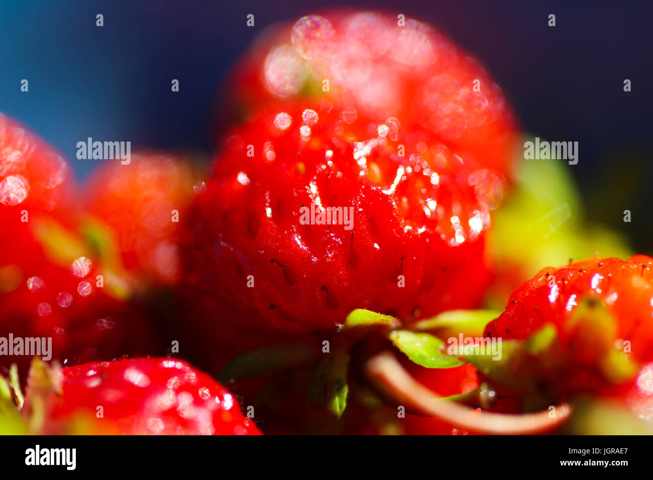 A background of ripe red strawberry harvest Stock Photo - Alamy