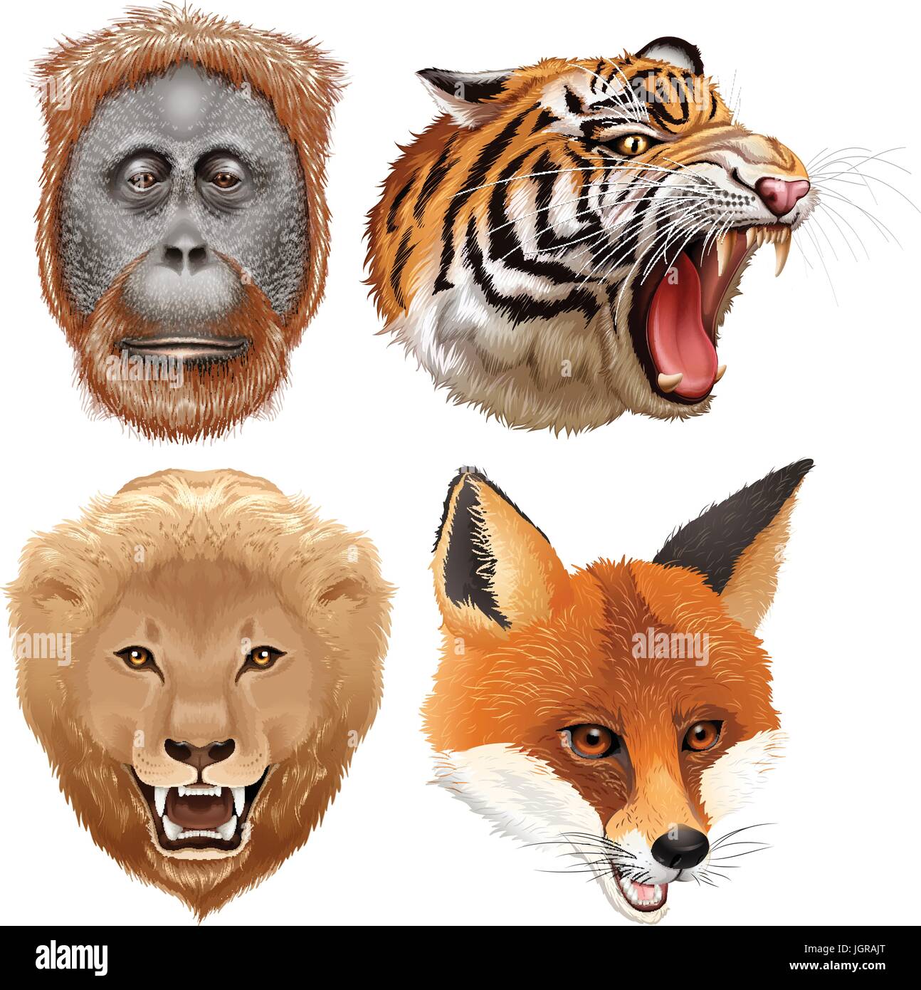 Four faces of wild animals illustration Stock Vector Image & Art - Alamy Four faces of wild animals illustration Stock Vector Image & Art - Alamy