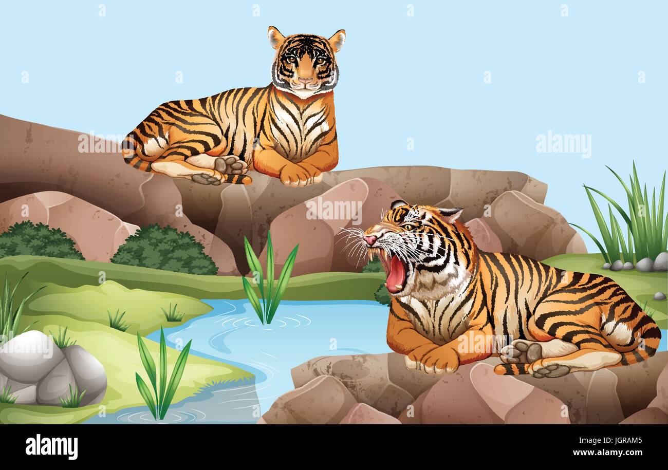 Two tigers by the pond illustration Stock Vector