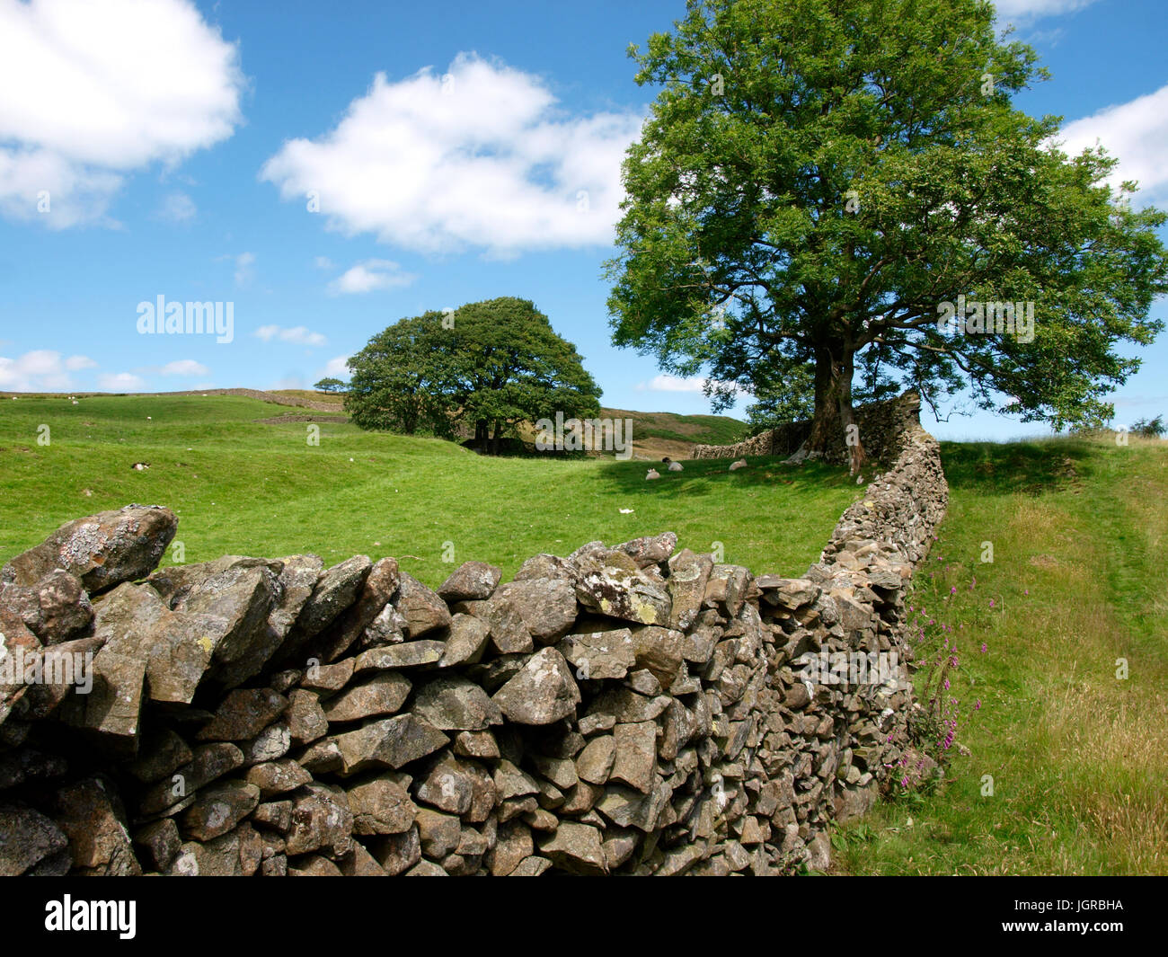 Stone wall around a field, The Lake District, Cumbria, UK Stock Photo