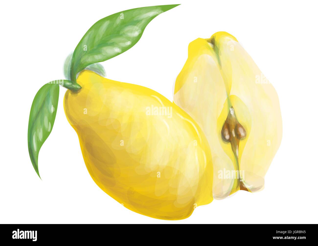 quince fruit isolated on a white background Stock Vector Image & Art