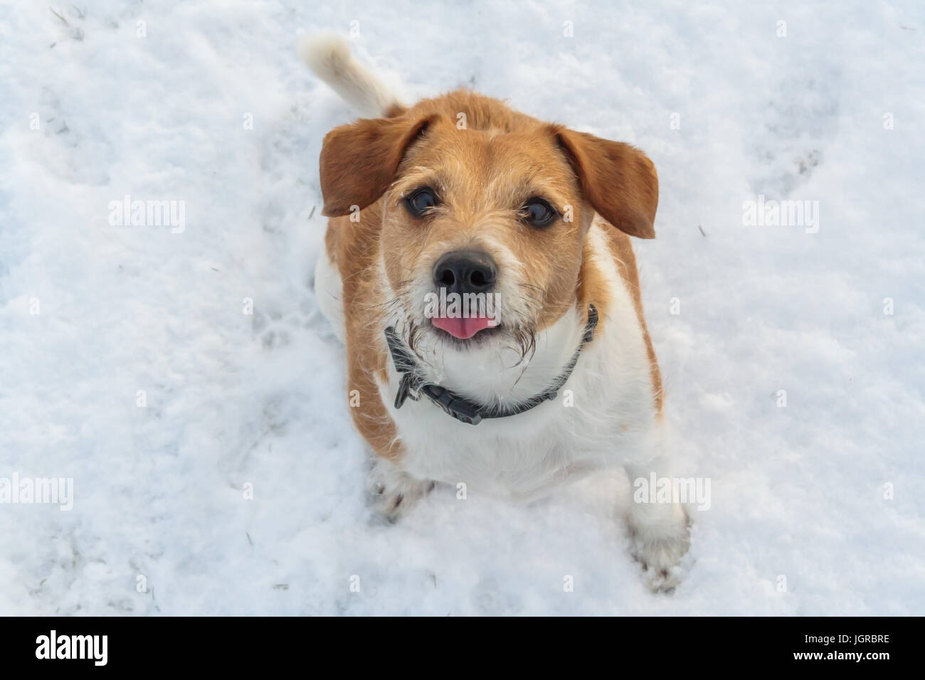 Jack Russell dog sat in the snow with his tongue out catching snow flakes Stock Photo